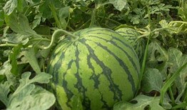 爆料西瓜嫁接视频大全,视频大全带你领略嫁接艺术之美